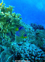 Royal angelfish- by Yakout Hegazy 